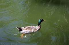 夏季肉鴨關(guān)鍵飼養(yǎng)管理要點（技術(shù)指導(dǎo)）