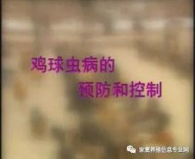 夏季球蟲到底該怎么預(yù)防治療？都在這里！