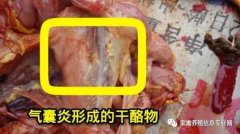 家禽氣囊炎其實(shí)不難治，找對(duì)方法最重要！