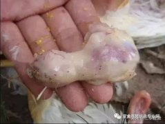 肉雞最頭疼的還是腺肌胃炎，到底該怎么解決？